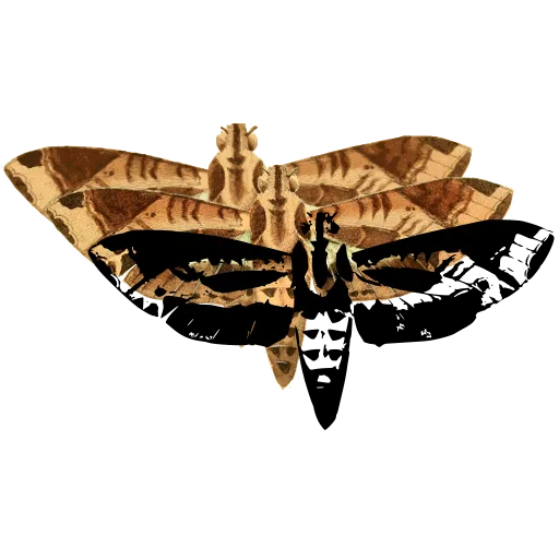 Hawk moth with banded body