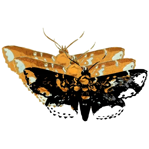 Mottled moth 01