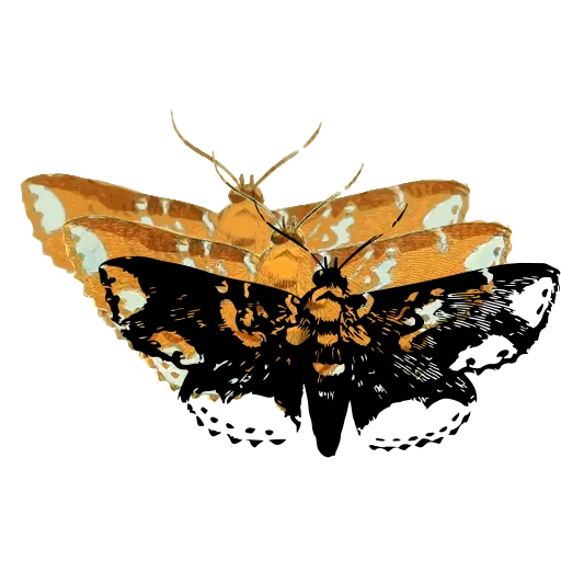 Mottled moth 01