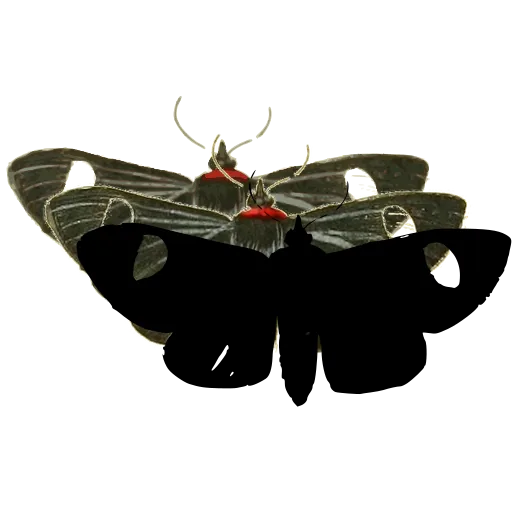 Eyed moth 01