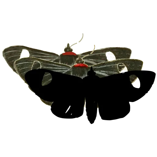 Eyed moth 01