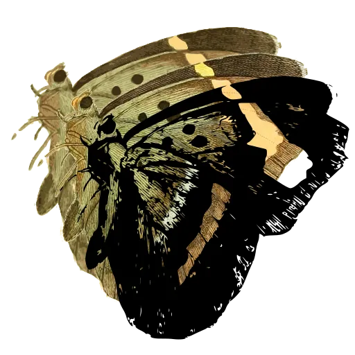 Butterfly in side view 04