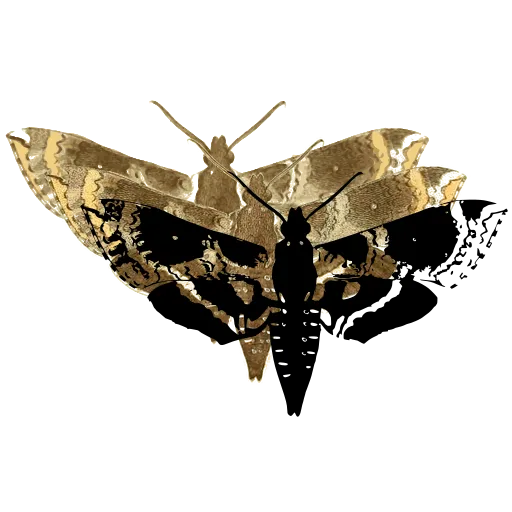Patterned hawk moth