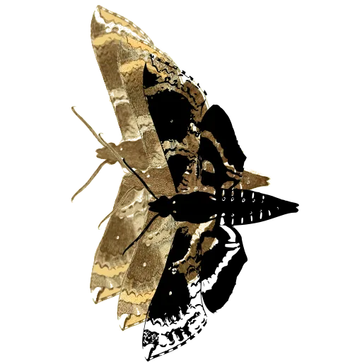 Patterned hawk moth