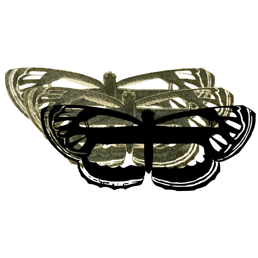 Bordered butterfly 01