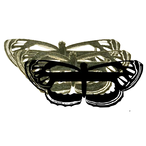 Bordered butterfly 01