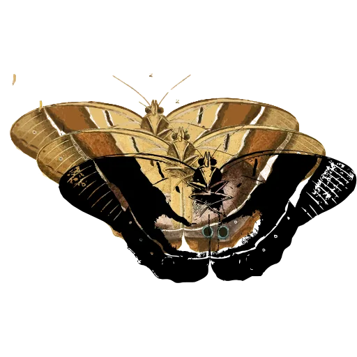 Banded butterfly 03