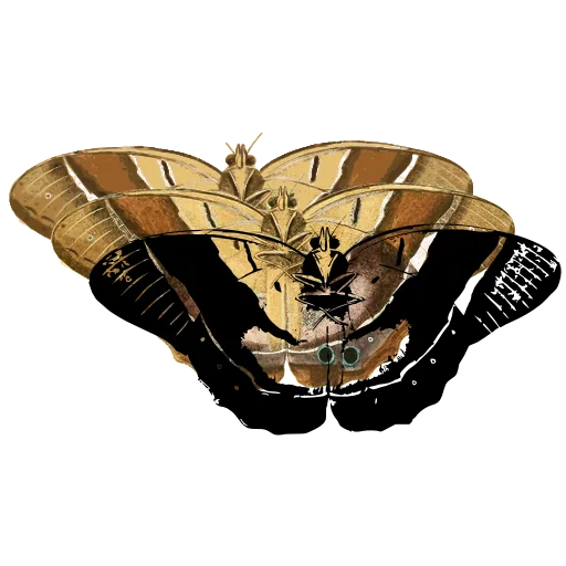 Banded butterfly 03