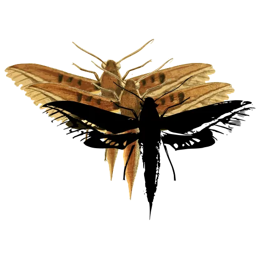 Hawk moth with narrow wings 01