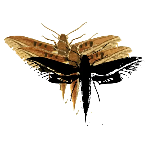 Hawk moth with narrow wings 01