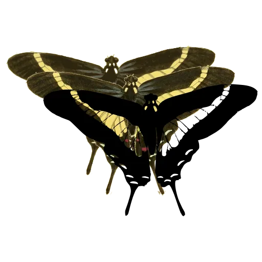 Swallowtail butterfly 02