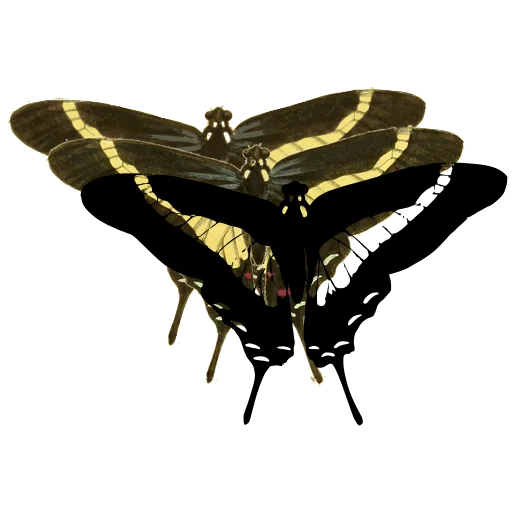 Swallowtail butterfly 02