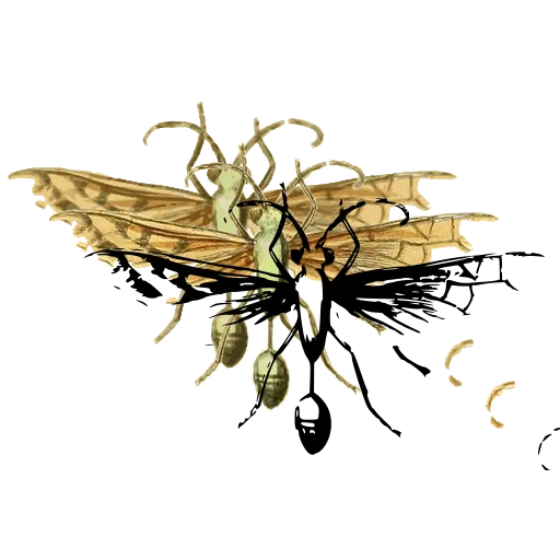 Long-legged fly