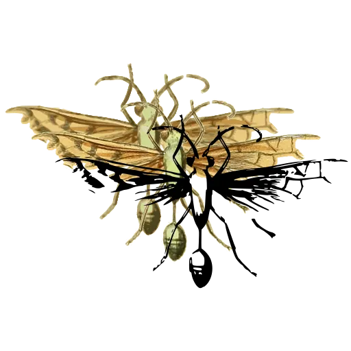 Long-legged fly