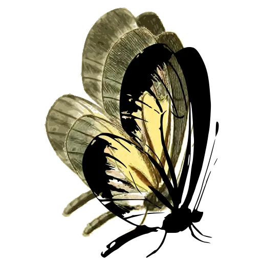 Butterfly in side view 05