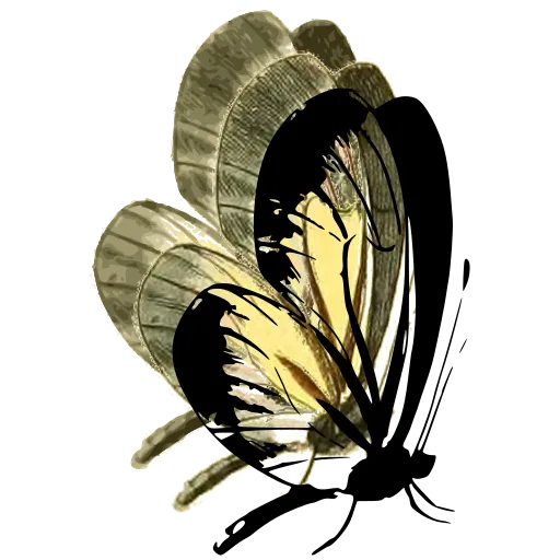 Butterfly in side view 05