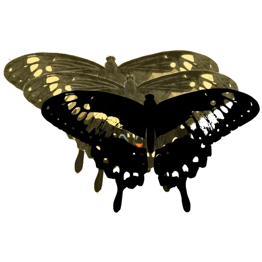 Spotted swallowtail butterfly 01