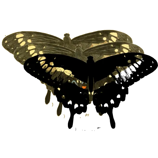 Spotted swallowtail butterfly 01