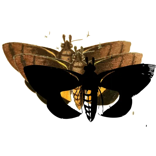 Dark moth with banded body 01