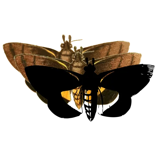 Dark moth with banded body 01