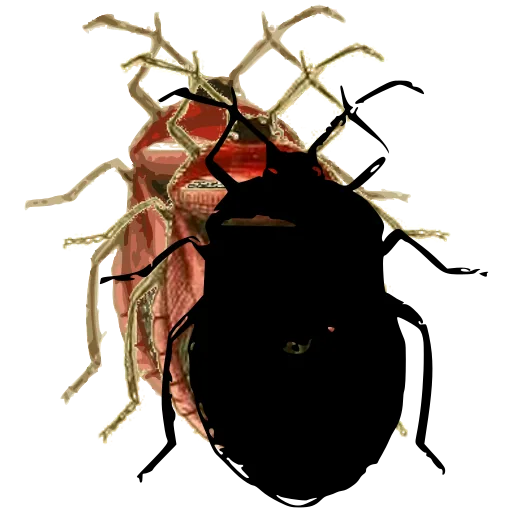 Shield bug 02