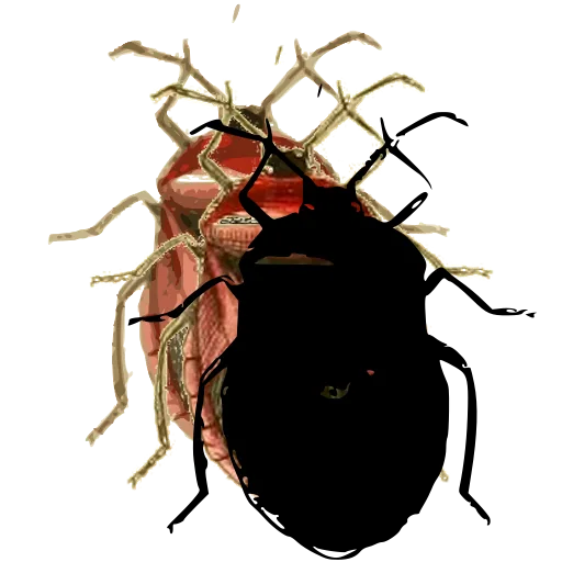 Shield bug 02