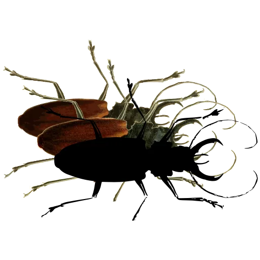 Long-jawed beetle