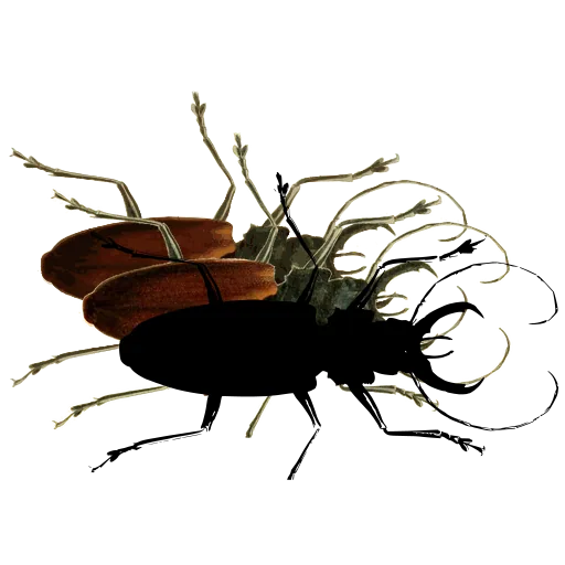 Long-jawed beetle
