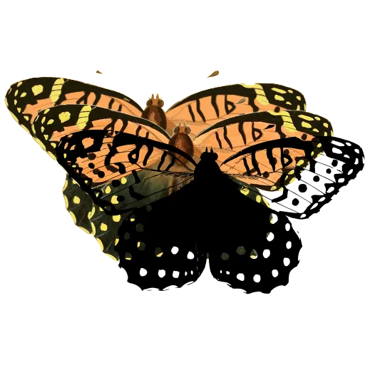 Spotted butterfly 02