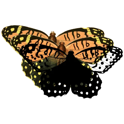 Spotted butterfly 02