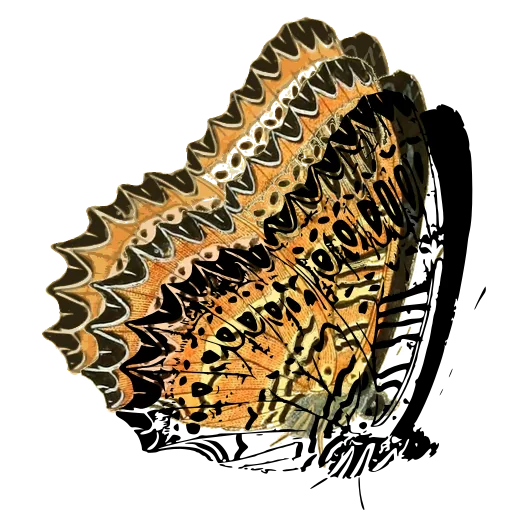 Scalloped butterfly in side view 01