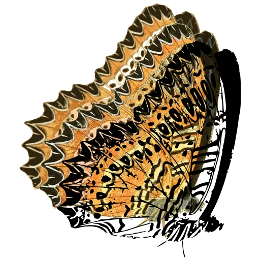 Scalloped butterfly in side view 01
