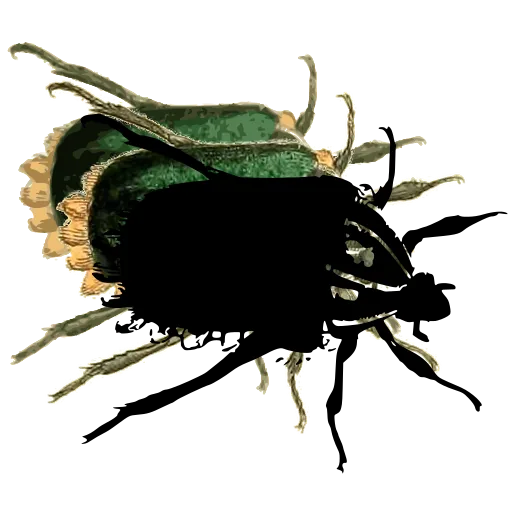 Chafer beetle 02