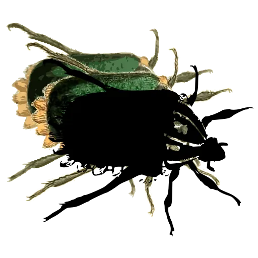 Chafer beetle 02