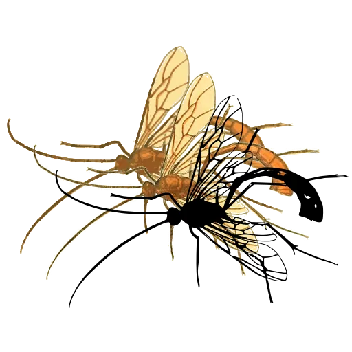 Ichneumon wasp 02