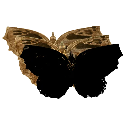 Dark butterfly 01