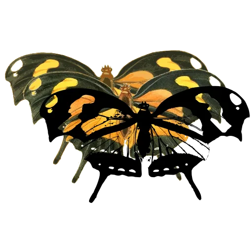 Tailed butterfly with pale bands 02