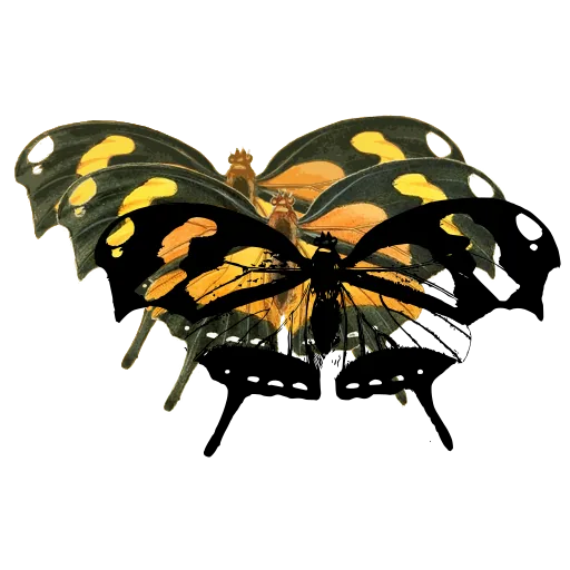 Tailed butterfly with pale bands 02