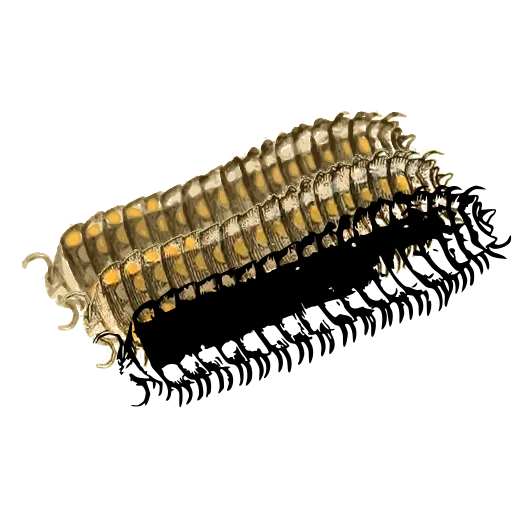 Millipede