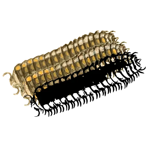 Millipede