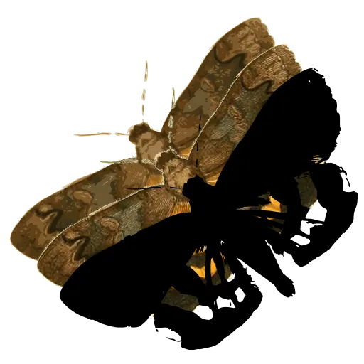 Butterfly in side view 06