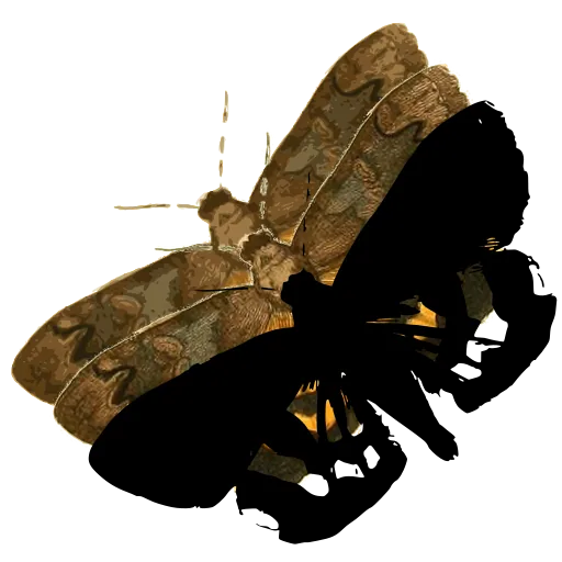 Butterfly in side view 06
