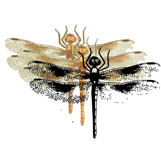 Dragonfly with spread wings
