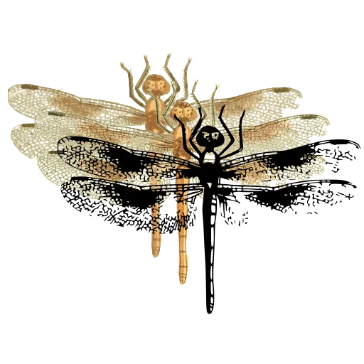Dragonfly with spread wings