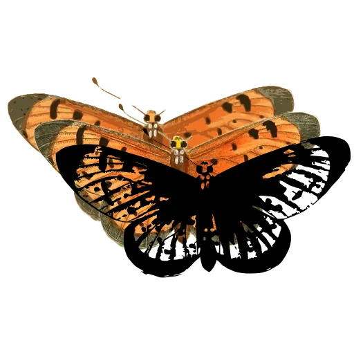 Chequered butterfly 03