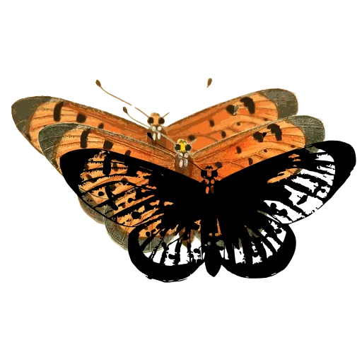 Chequered butterfly 03