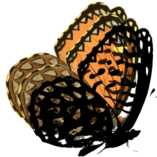 Spotted butterfly in side view 02