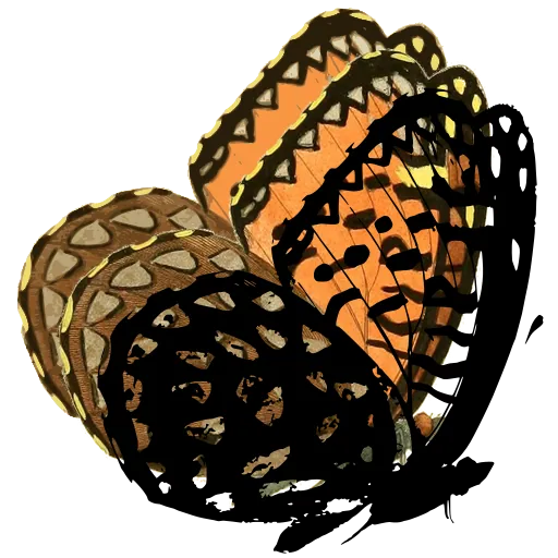 Spotted butterfly in side view 02