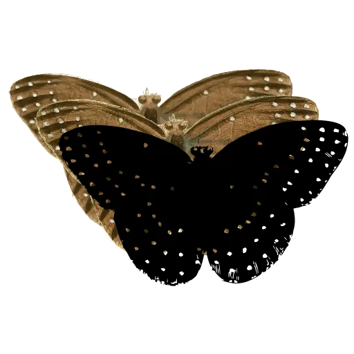 Dotted dark butterfly 01