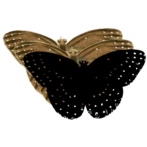 Dotted dark butterfly 01